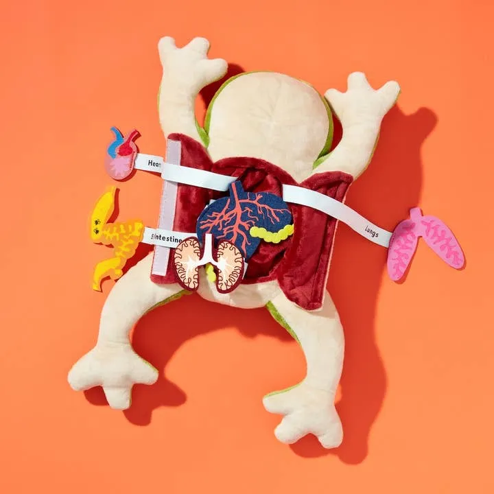 Froggie Dissection Toy by KiwiCo