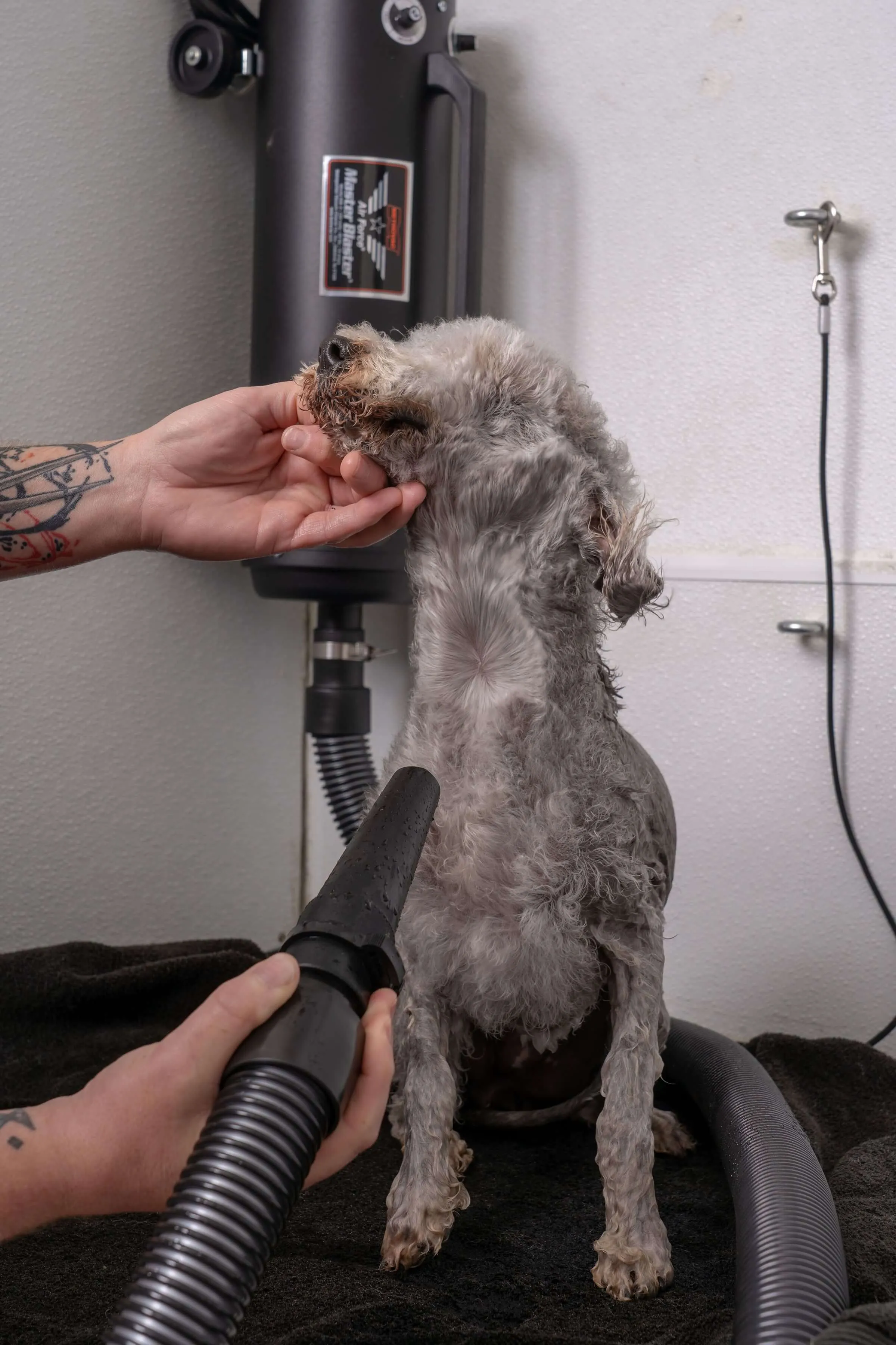 Metrovac Air Force Master Blaster Multi-Speed Pet & Dog Dryer