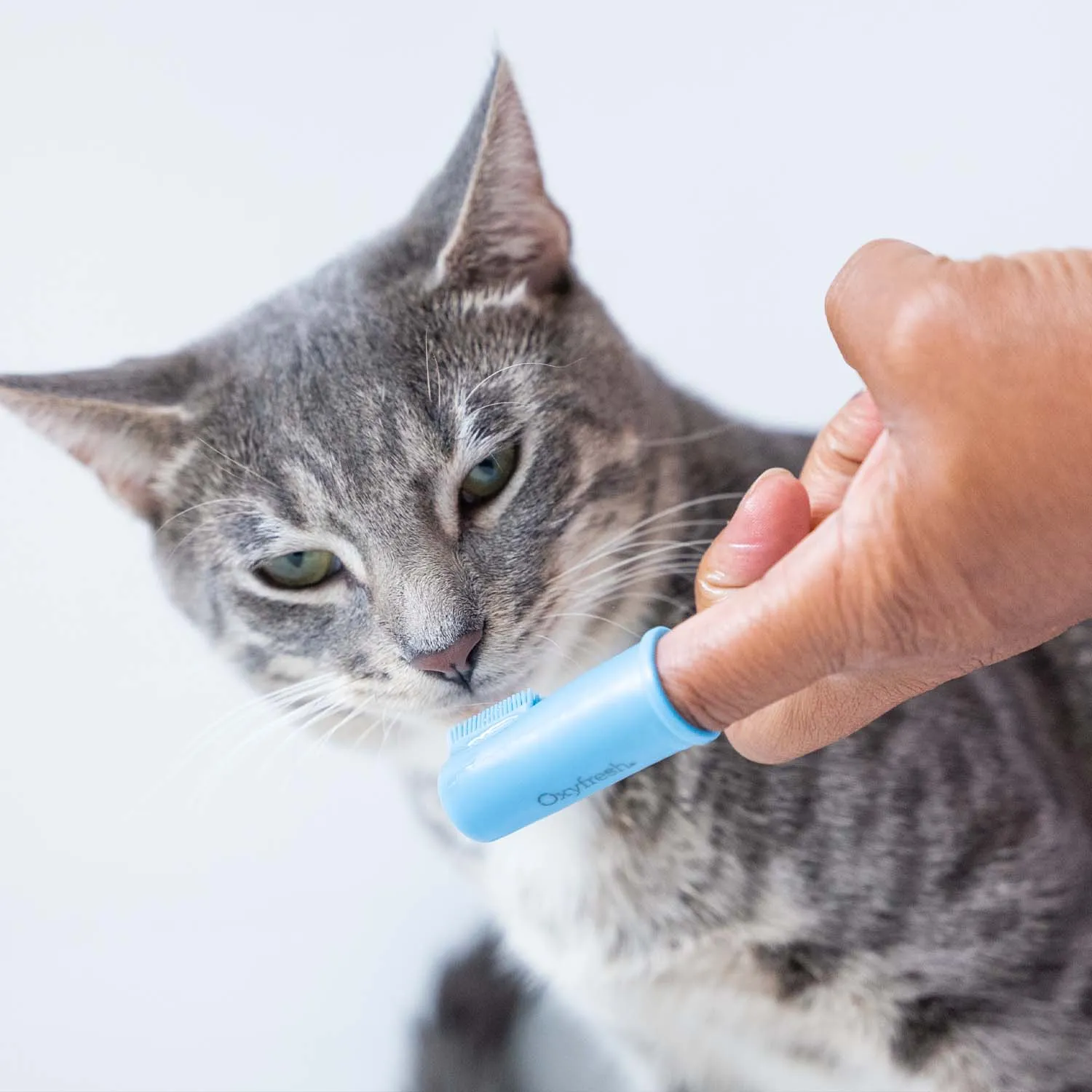 Pet Dental Kit
