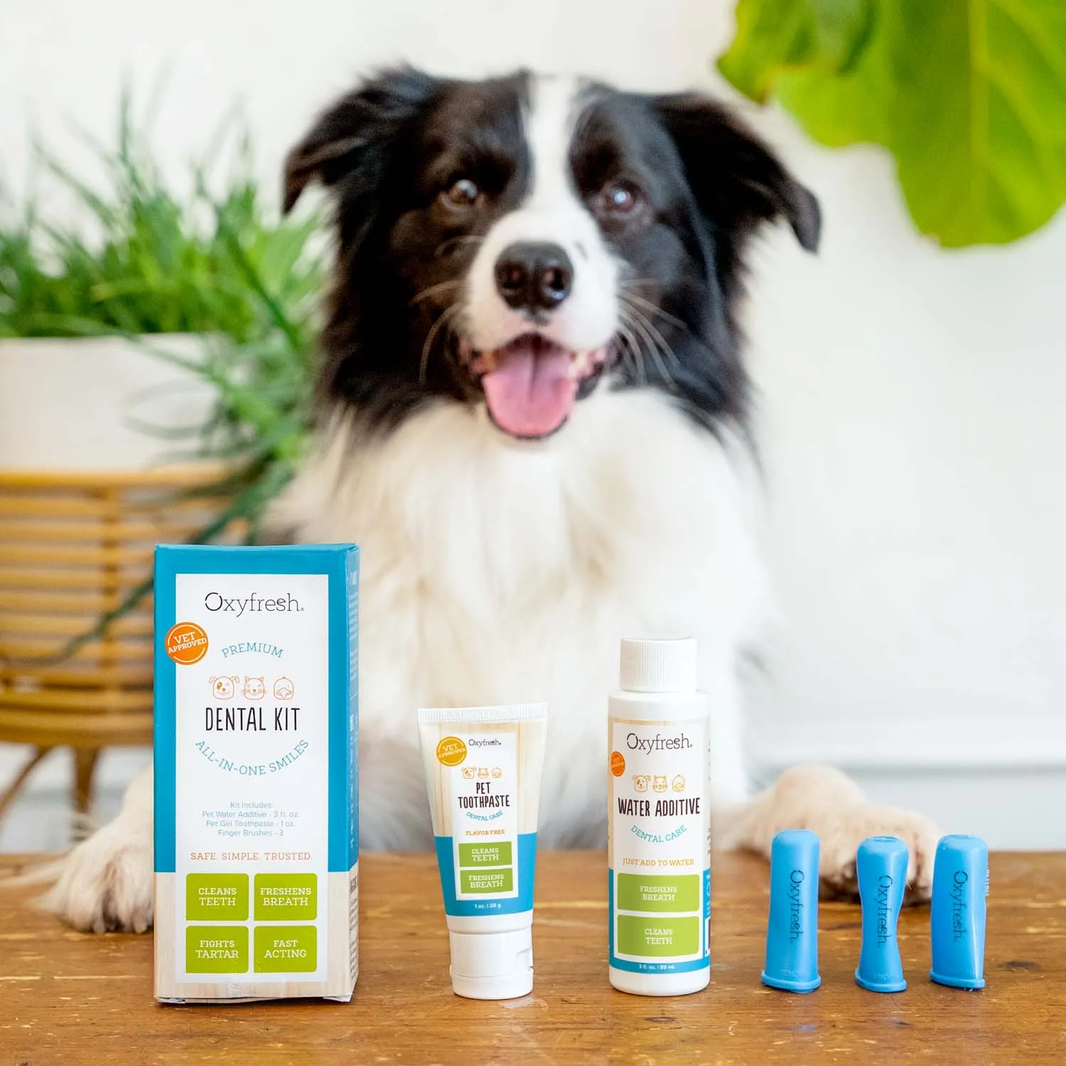 Pet Dental Kit