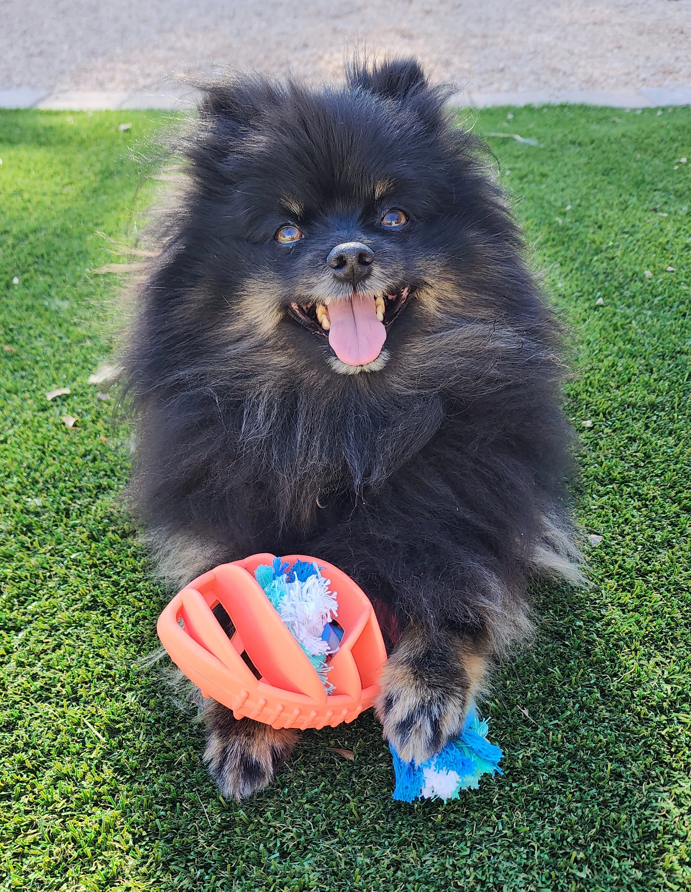 Rubber Football Dog Chew Toy with Tug Rope | PetPals®